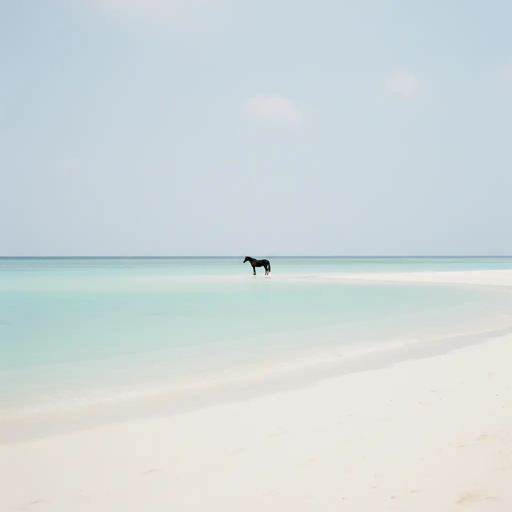 Sunset ride silhouette